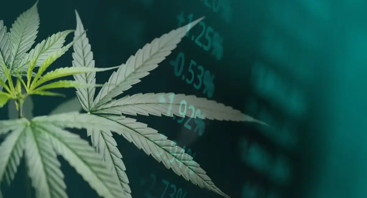 Curaleaf Plans US$272 Million Hostile Bid for Aurora Cannabis