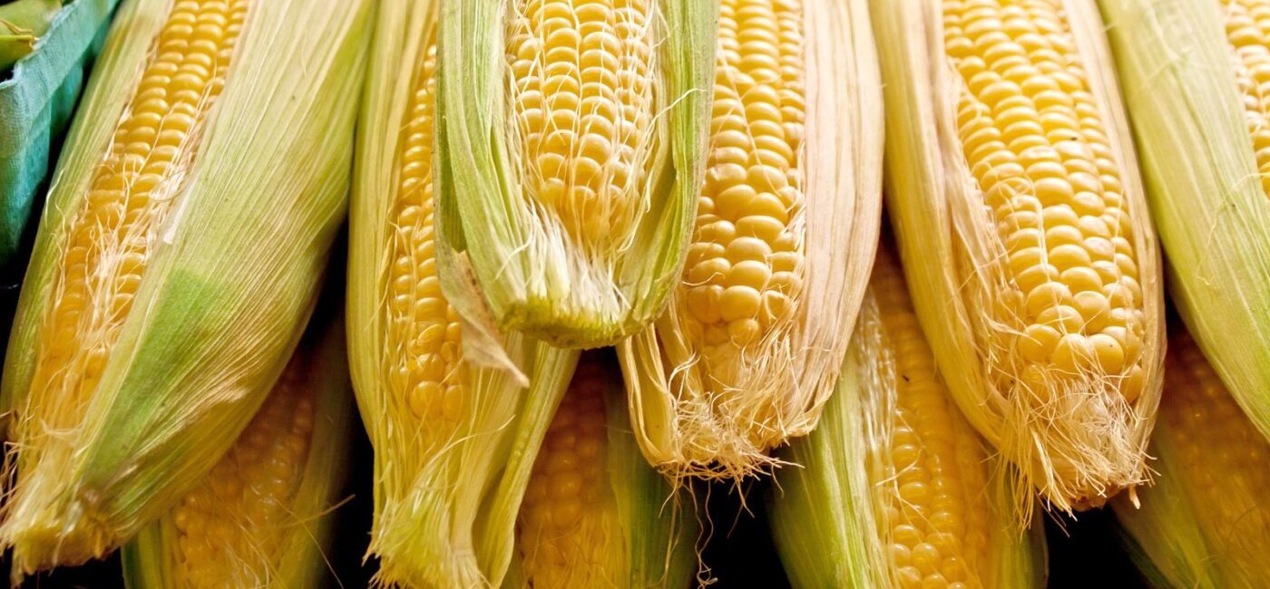 Corn Pulling Back as Traders Square Up Ahead of USDA Report