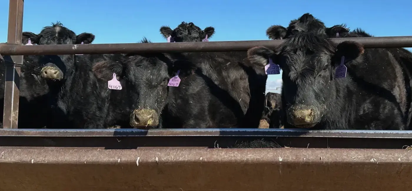 Trade Tensions Simmer in the Heartland as Beef Imports Surge