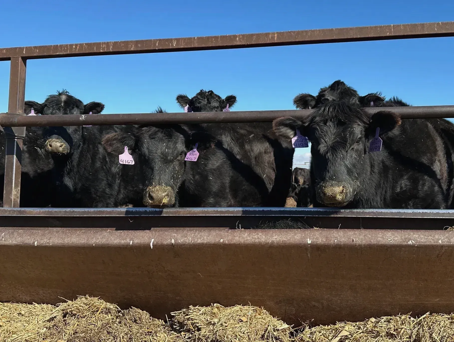 Trade Tensions Simmer in the Heartland as Beef Imports Surge